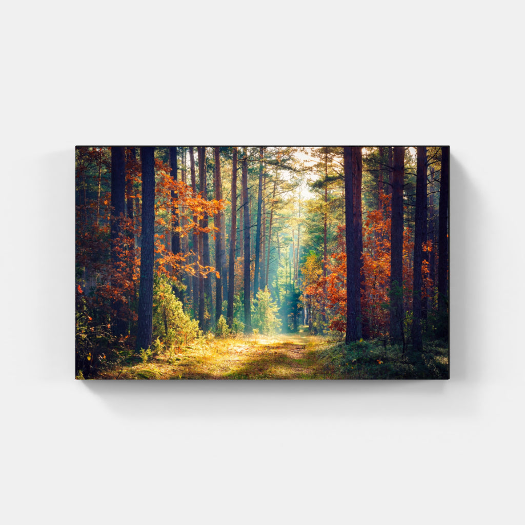 Golden Woodland Trail