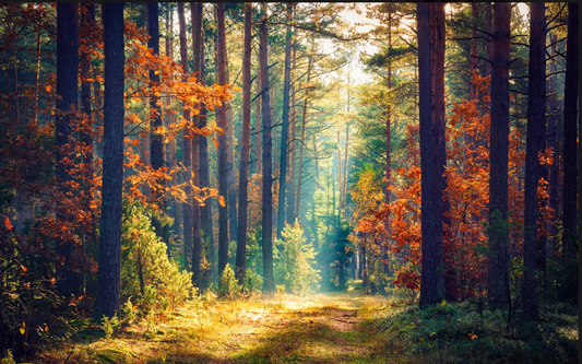 Golden Woodland Trail